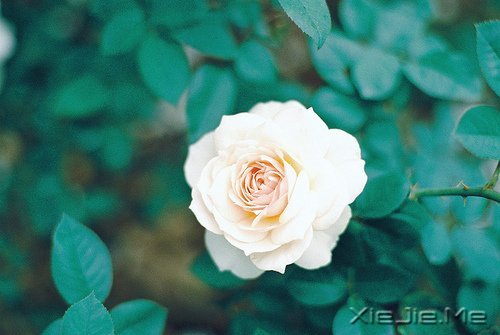 晚安心语:美不过回忆,伤不过别离 (9)