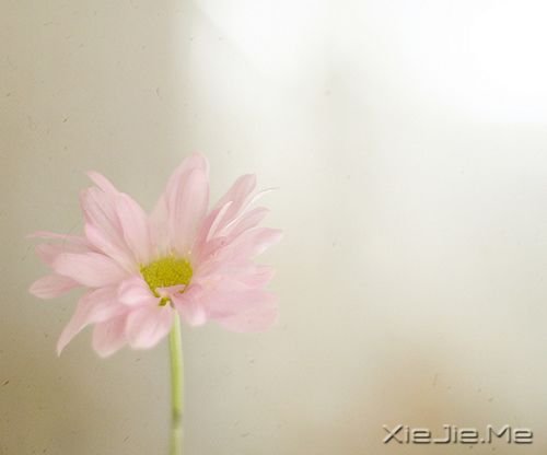 花朵图片